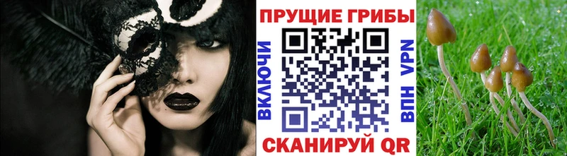 Купить  Славгород  Псилоцибиновые грибы Magic Shrooms 